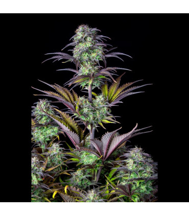 Blueberry Auto Fast Buds - Αυτόματοι Σπόροι Κάνναβης