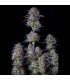 Blueberry Auto Fast Buds - Αυτόματοι Σπόροι Κάνναβης
