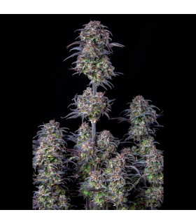 Blueberry Auto