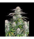 Blueberry Auto Fast Buds - Αυτόματοι Σπόροι Κάνναβης