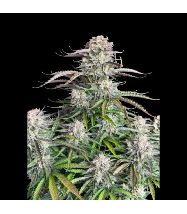 Blueberry Auto Fast Buds - Αυτόματοι Σπόροι Κάνναβης