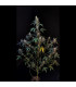 BubbleGum Auto Fast Buds - Αυτόματοι Σπόροι Κάνναβης