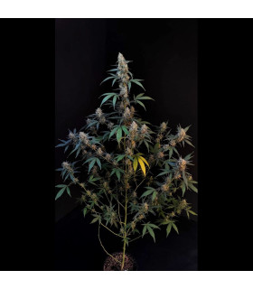BubbleGum Auto Fast Buds - Αυτόματοι Σπόροι Κάνναβης