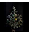 BubbleGum Auto