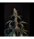 BubbleGum Auto Fast Buds - Αυτόματοι Σπόροι Κάνναβης