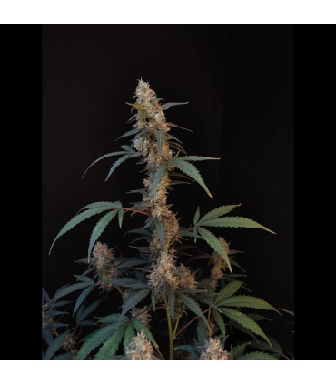 BubbleGum Auto Fast Buds - Αυτόματοι Σπόροι Κάνναβης