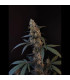 BubbleGum Auto Fast Buds - Αυτόματοι Σπόροι Κάνναβης