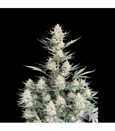 BubbleGum Auto Fast Buds - Αυτόματοι Σπόροι Κάνναβης