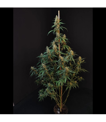 Cheese Auto Fast Buds - Αυτόματοι Σπόροι Κάνναβης