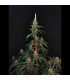 Cheese Auto Fast Buds - Αυτόματοι Σπόροι Κάνναβης