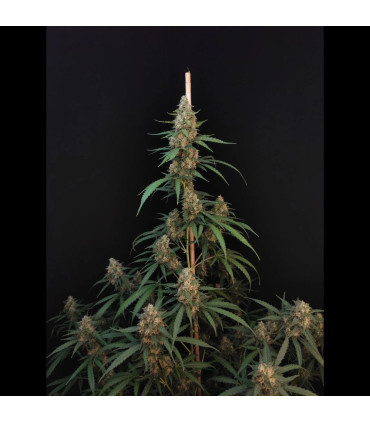 Cheese Auto Fast Buds - Αυτόματοι Σπόροι Κάνναβης