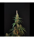 Cheese Auto Fast Buds - Αυτόματοι Σπόροι Κάνναβης
