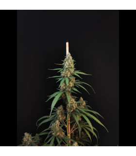 Cheese Auto