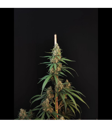 Cheese Auto Fast Buds - Αυτόματοι Σπόροι Κάνναβης