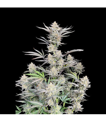 Cheese Auto Fast Buds - Αυτόματοι Σπόροι Κάνναβης