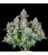 Cinderella Auto Fast Buds | Αυτόματοι Σπόροι Κάνναβης