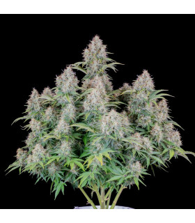 Cinderella Auto Fast Buds - Αυτόματοι Σπόροι Κάνναβης