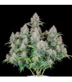 Cinderella Auto
