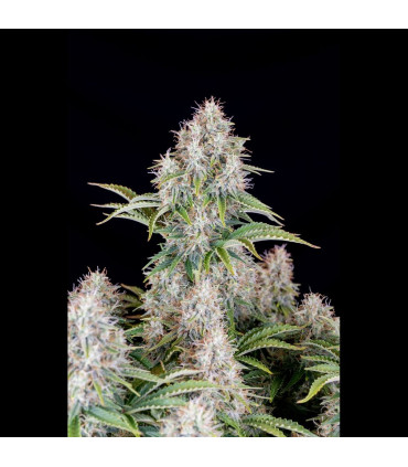 Cinderella Auto Fast Buds | Αυτόματοι Σπόροι Κάνναβης