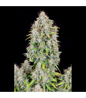 Cinderella Auto