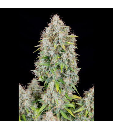 Cinderella Auto Fast Buds | Αυτόματοι Σπόροι Κάνναβης
