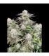 Cinderella Auto Fast Buds | Αυτόματοι Σπόροι Κάνναβης