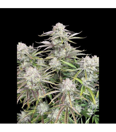 Cinderella Auto Fast Buds | Αυτόματοι Σπόροι Κάνναβης