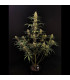 Jack Herer Auto Fast Buds | Αυτόματοι Σπόροι Κάνναβης