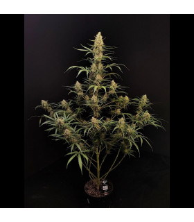 Jack Herer Auto Fast Buds - Αυτόματοι Σπόροι Κάνναβης