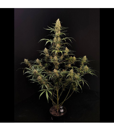 Jack Herer Auto Fast Buds | Αυτόματοι Σπόροι Κάνναβης