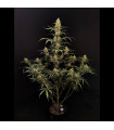 Jack Herer Auto