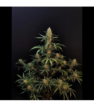 Jack Herer Auto Fast Buds | Αυτόματοι Σπόροι Κάνναβης