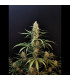 Jack Herer Auto Fast Buds | Αυτόματοι Σπόροι Κάνναβης