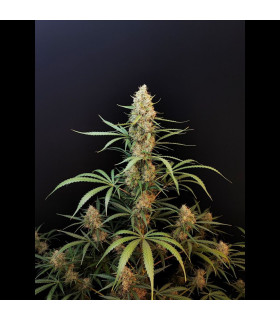 Jack Herer Auto