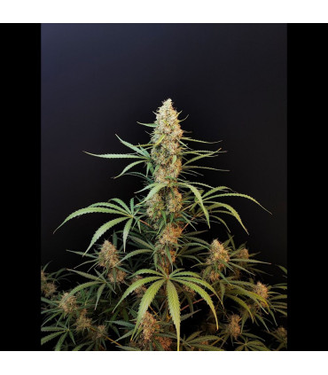 Jack Herer Auto Fast Buds | Αυτόματοι Σπόροι Κάνναβης