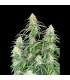 Jack Herer Auto Fast Buds | Αυτόματοι Σπόροι Κάνναβης