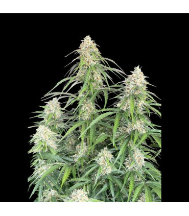 Jack Herer Auto Fast Buds | Αυτόματοι Σπόροι Κάνναβης