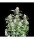 Moby Dick Auto Fast Buds | Αυτόματοι Σπόροι Κάνναβης