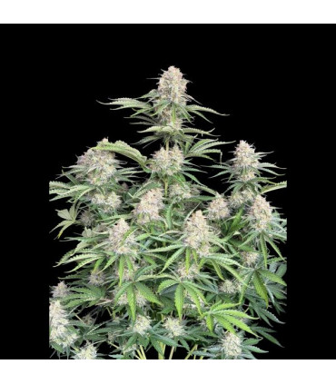 Moby Dick Auto Fast Buds | Αυτόματοι Σπόροι Κάνναβης