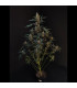 Northern Lights Auto Fast Buds | Αυτόματοι Σπόροι