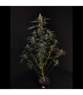 Northern Lights Auto Fast Buds - Αυτόματοι Σπόροι