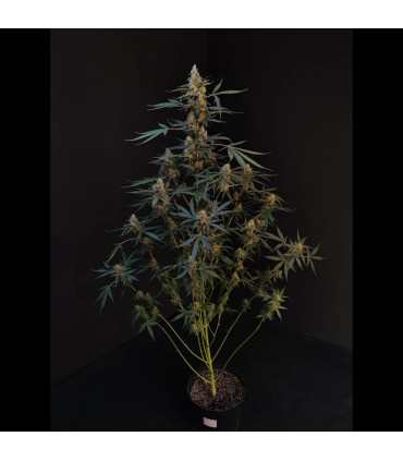 Northern Lights Auto Fast Buds | Αυτόματοι Σπόροι