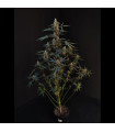 Northern Lights Auto