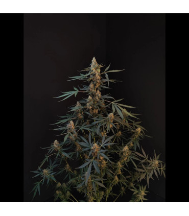 Northern Lights Auto Fast Buds | Αυτόματοι Σπόροι