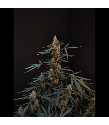 Northern Lights Auto Fast Buds | Αυτόματοι Σπόροι