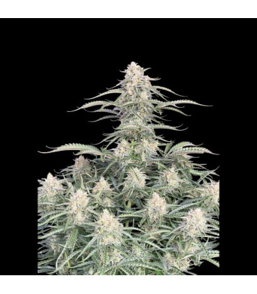 Northern Lights Auto Fast Buds | Αυτόματοι Σπόροι