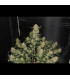 OG Kush Auto Fast Buds | Αυτόματοι Σπόροι Κάνναβης