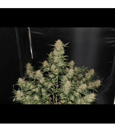 OG Kush Auto Fast Buds | Αυτόματοι Σπόροι Κάνναβης