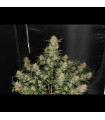 OG Kush Auto