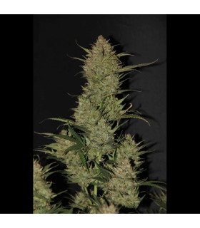 OG Kush Auto